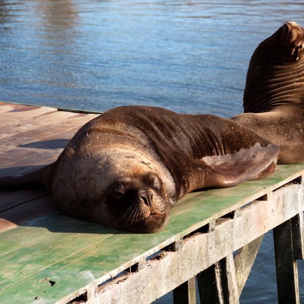 Description of image